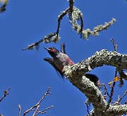 Picture/image of Lewis's Woodpecker