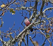 Picture/image of Lewis's Woodpecker