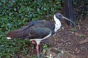 Picture/image of Straw-necked Ibis