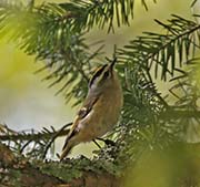Picture/image of Golden-crowned Kinglet