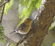 Hermit Warbler