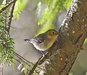 Picture/image of Hermit Warbler