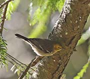 Picture/image of Hermit Warbler