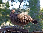 Picture/image of Green Junglefowl
