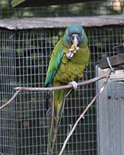 Picture/image of Blue-headed Macaw