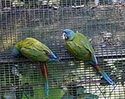 Picture/image of Blue-headed Macaw