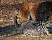 Picture/image of Greater Rhea