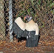 Picture/image of King Vulture
