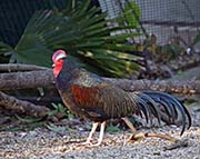 Picture/image of Green Junglefowl