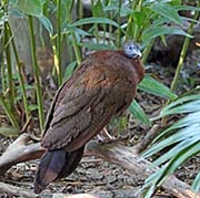 Picture/image of Great Argus