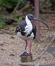 Picture/image of Straw-necked Ibis
