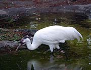 Picture/image of Whooping Crane