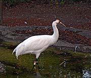 Picture/image of Whooping Crane