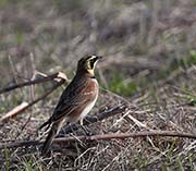 Horned Lark