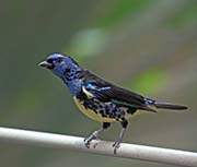 Turquoise Tanager