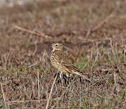 Picture/image of American Pipit
