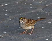 Picture/image of White-throated Sparrow