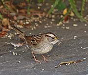 Picture/image of White-throated Sparrow