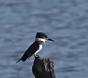 Picture/image of Belted Kingfisher