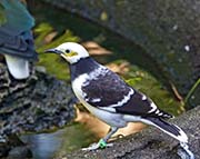 Picture/image of Black-collared Starling