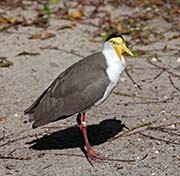 Picture/image of Masked Lapwing