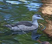 Picture/image of Cotton Pygmy-goose