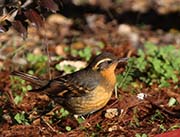 Picture/image of Varied Thrush