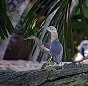Picture/image of Javan Pond-Heron