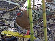 Picture/image of Siamese Fireback