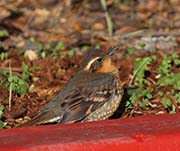 Picture/image of Varied Thrush
