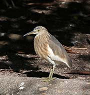 Picture/image of Javan Pond-Heron