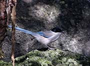 Picture/image of Azure-winged Magpie