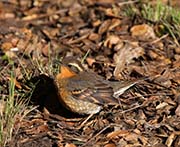 Picture/image of Varied Thrush
