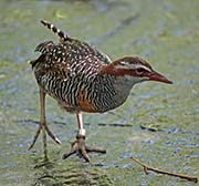 Picture/image of Buff-banded Rail