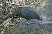 Picture/image of Germain's Peacock-Pheasant