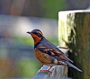 Picture/image of Varied Thrush