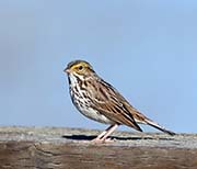 Picture/image of Savannah Sparrow