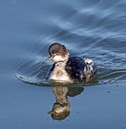 Picture/image of Eared Grebe