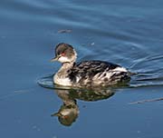 Picture/image of Eared Grebe