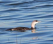 Picture/image of Red-throated Loon