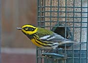 Picture/image of Townsend's Warbler