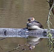 Picture/image of Hooded Merganser
