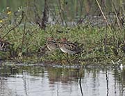 Picture/image of Common Snipe