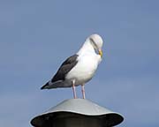 Picture/image of Western Gull