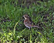 Picture/image of Rustic Bunting
