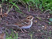 Picture/image of Rustic Bunting