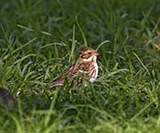Picture/image of Rustic Bunting