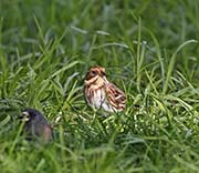 Picture/image of Rustic Bunting