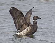 Picture/image of Brant Goose