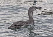 Picture/image of Red-throated Loon